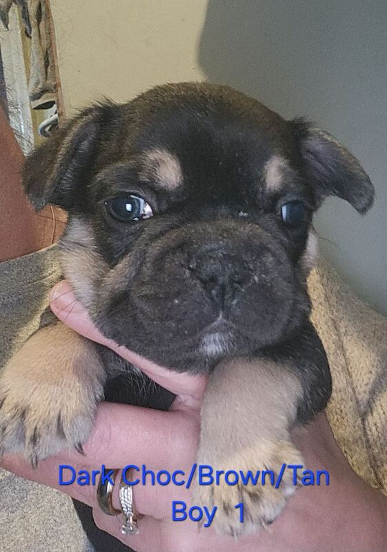 READY NOW french bulldog puppies. fluffy carriers. - Image 5 of 5