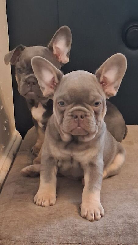 ***READY NOW*** KC Registered French Bulldogs for sale in Ringwood, Hampshire