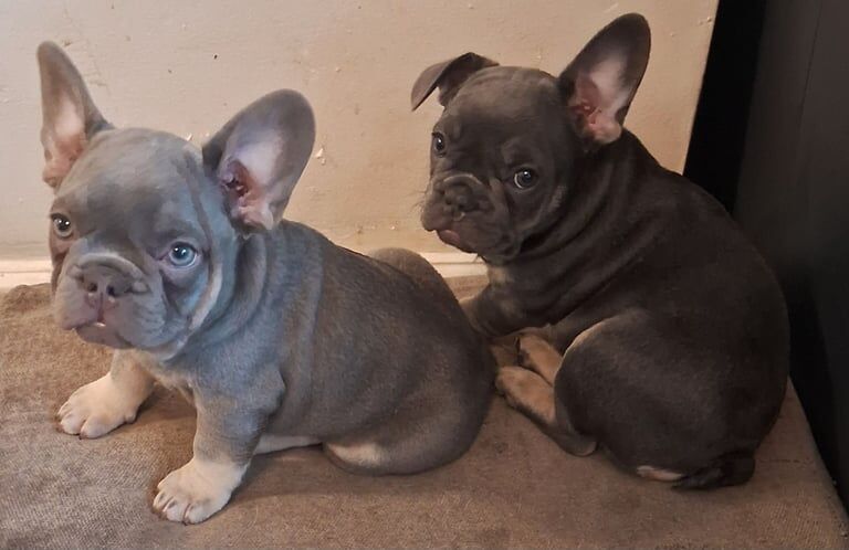 ***READY NOW*** KC Registered French Bulldogs for sale in Ringwood, Hampshire | Image 2