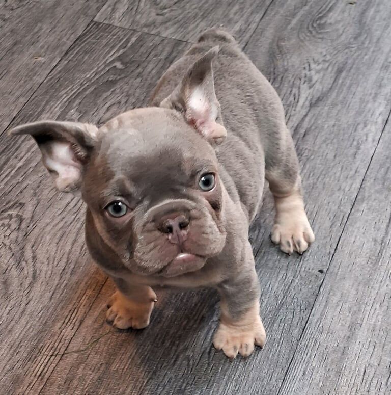 ***READY NOW*** KC Registered French Bulldogs for sale in Ringwood, Hampshire | Image 3