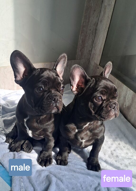 French Bulldog puppies for sale in Wolverhampton, West Midlands – KC registered, 1 year old