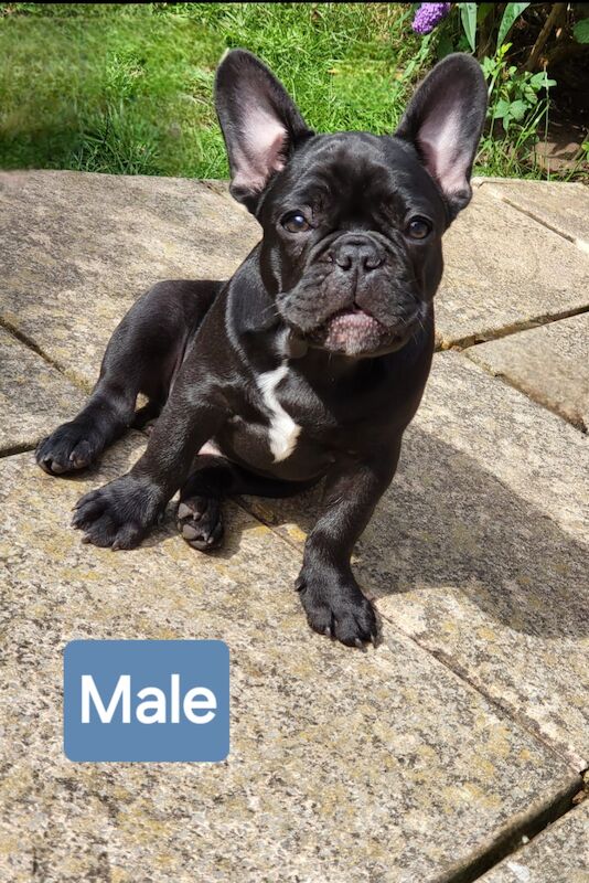 Ready now! Kc registered quality french bulldog puppies for sale. 1 black female for sale in Wolverhampton, West Midlands | Image 2