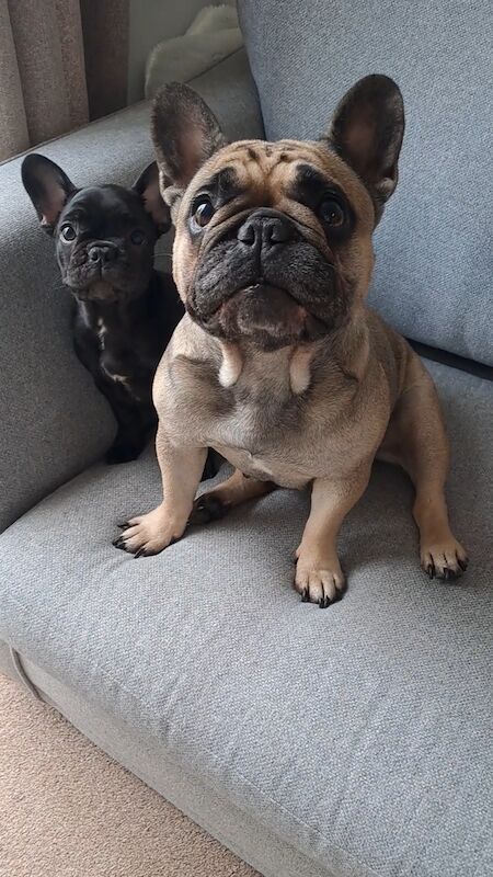 French Bulldog puppies for sale in Wolverhampton, West Midlands – KC registered, 1 year old - Image 3 of 11