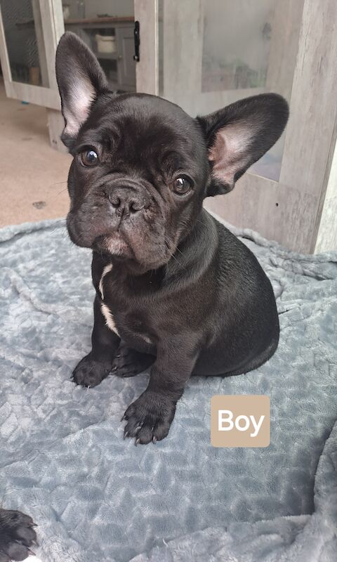 French Bulldog puppies for sale in Wolverhampton, West Midlands – KC registered, 1 year old - Image 4 of 11
