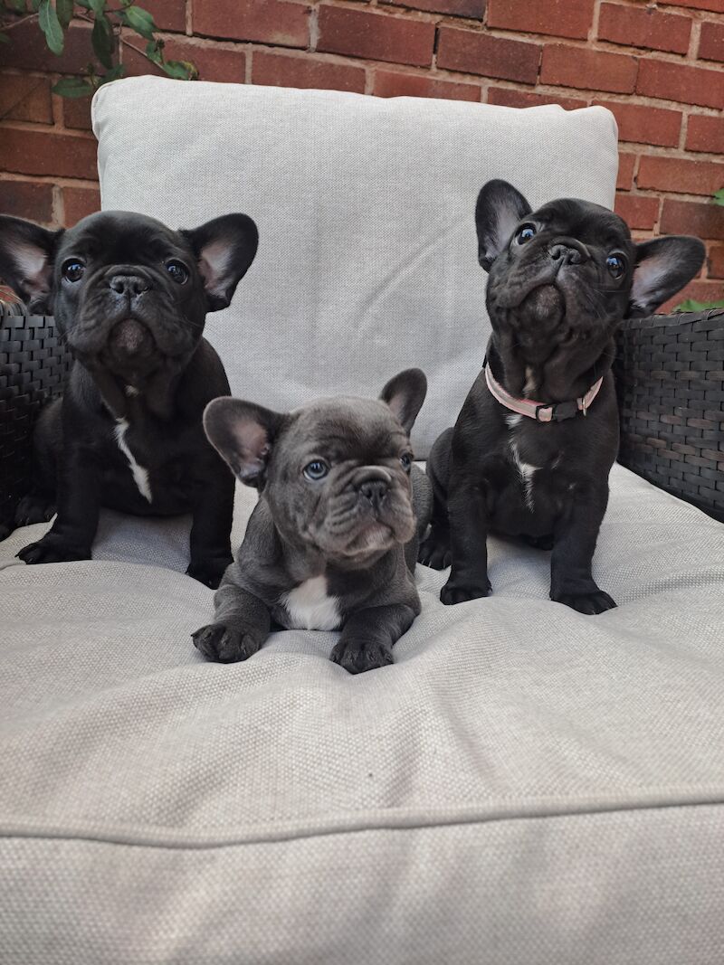 French Bulldog puppies for sale in Wolverhampton, West Midlands – KC registered, 1 year old - Image 5 of 11