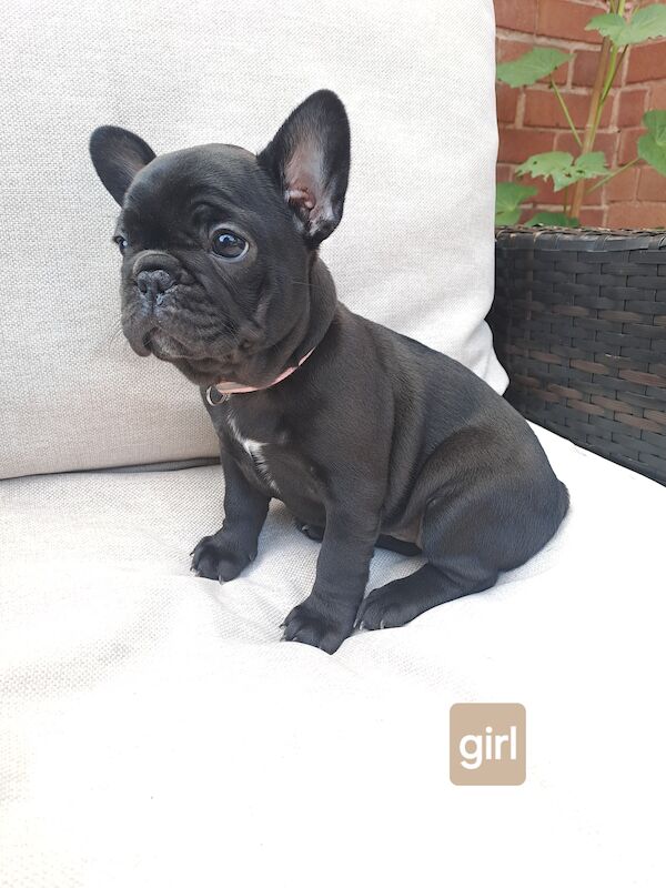 French Bulldog puppies for sale in Wolverhampton, West Midlands – KC registered, 1 year old - Image 6 of 11