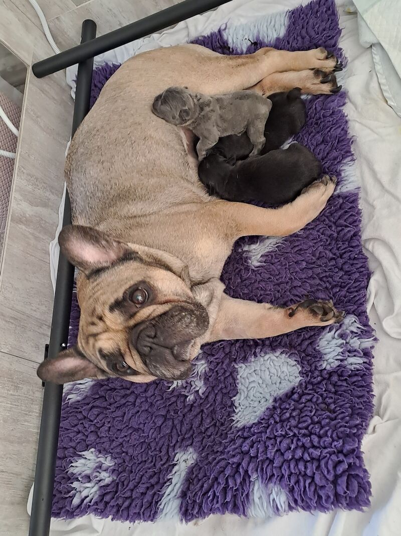 French Bulldog puppies for sale in Wolverhampton, West Midlands – KC registered, 1 year old - Image 7 of 11