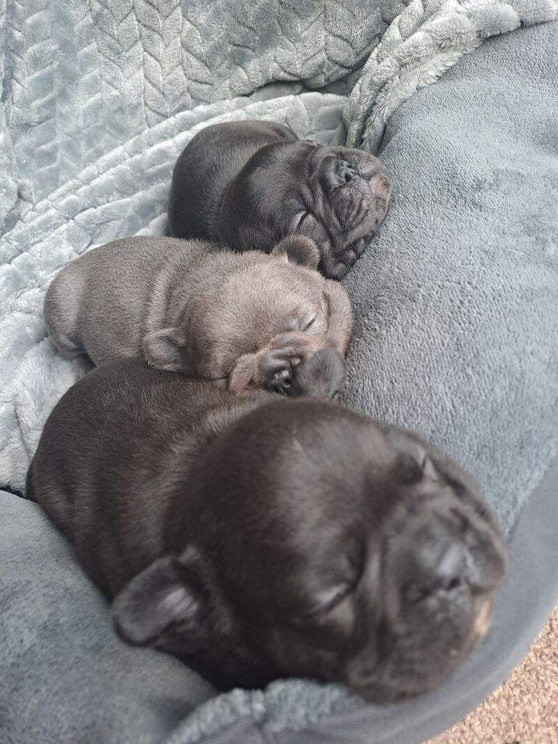 French Bulldog puppies for sale in Wolverhampton, West Midlands – KC registered, 1 year old - Image 8 of 11