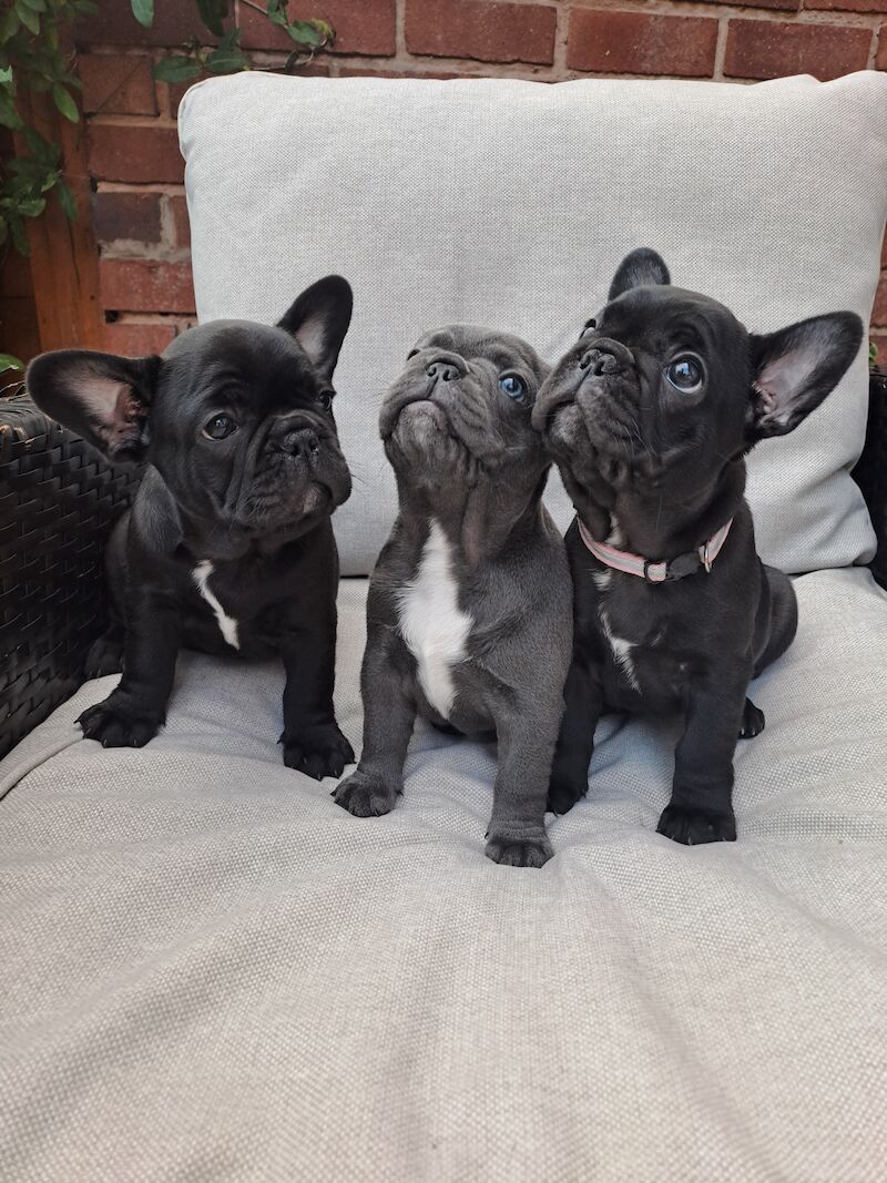 French Bulldog puppies for sale in Wolverhampton, West Midlands – KC registered, 1 year old - Image 9 of 11