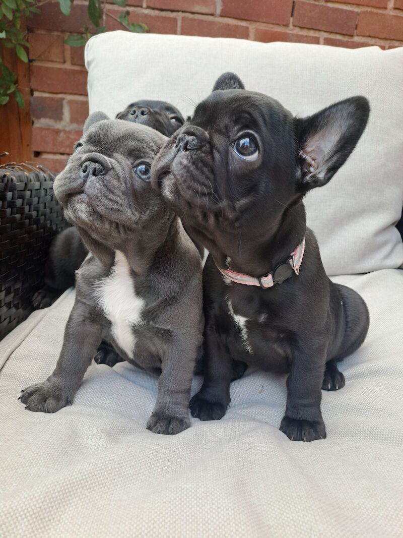 French Bulldog puppies for sale in Wolverhampton, West Midlands – KC registered, 1 year old - Image 10 of 11