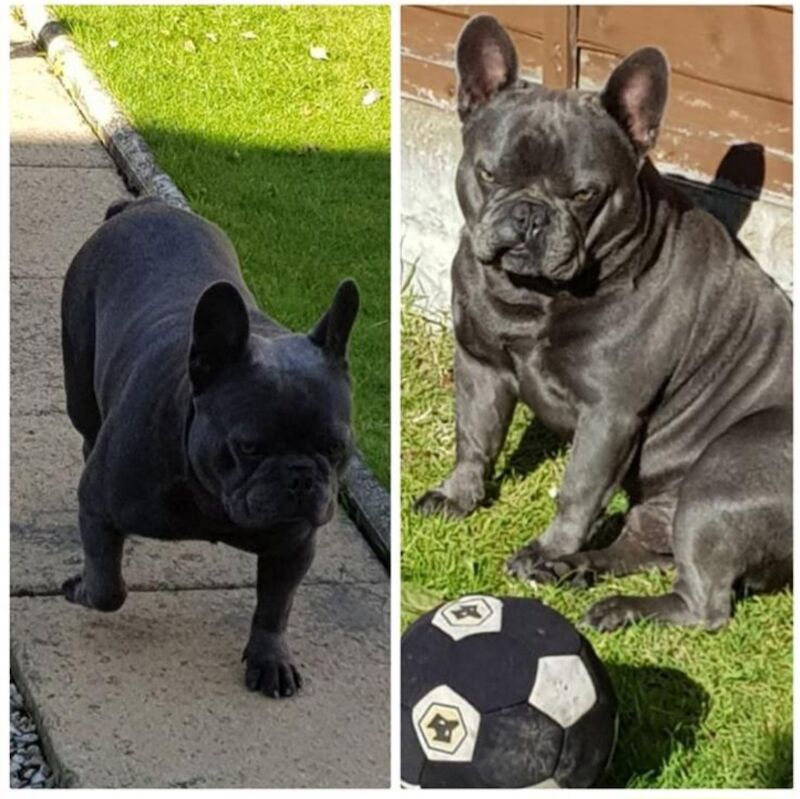 French Bulldog puppies for sale in Wolverhampton, West Midlands – KC registered, 1 year old - Image 11 of 11