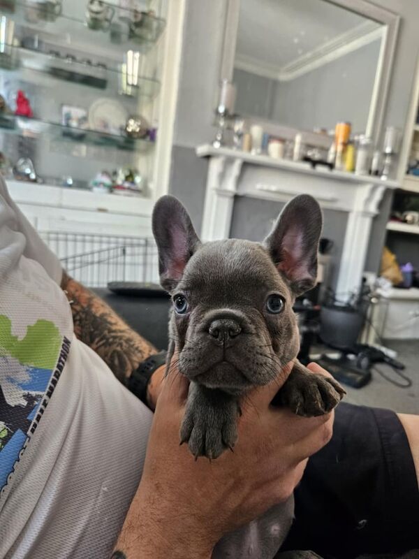 French Bulldog puppies for sale in Fleetwood, Lancashire – 9 weeks old