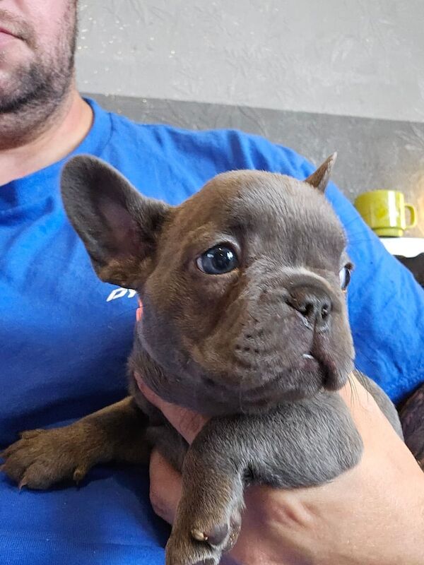 French Bulldog puppies for sale in Fleetwood, Lancashire – 9 weeks old - Image 2 of 3