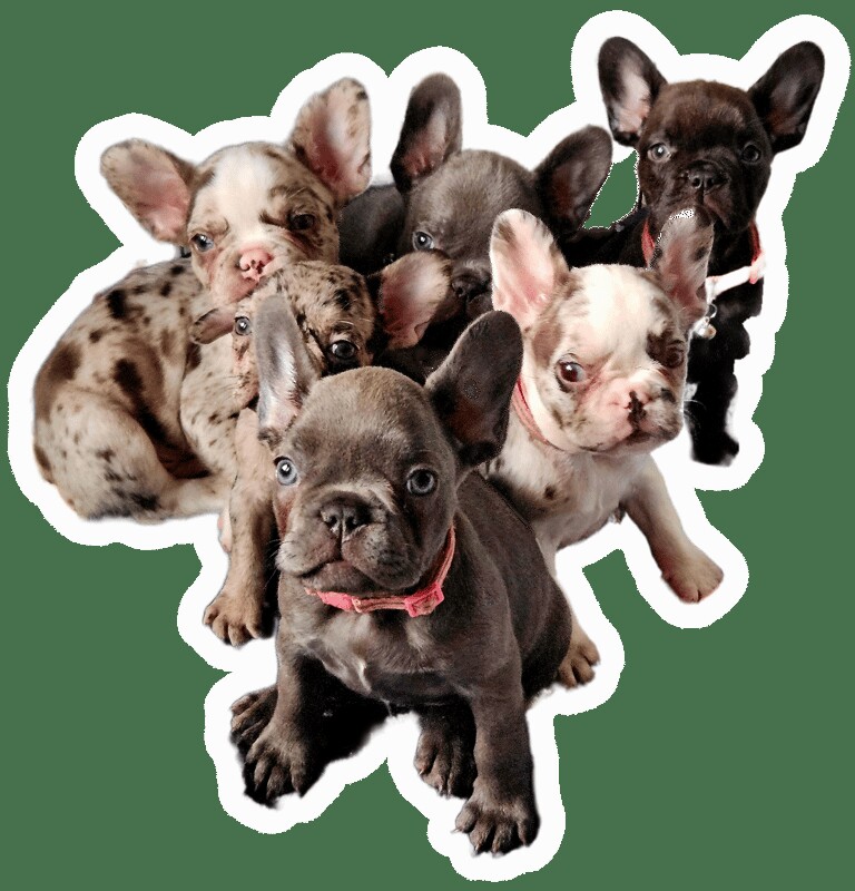French Bulldog puppies for sale in Fleetwood, Lancashire – 9 weeks old - Image 3 of 3