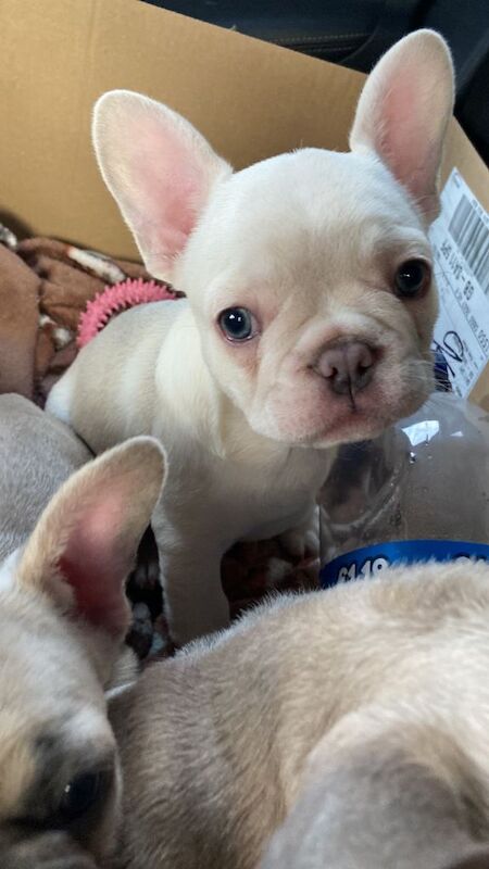 Ready to leave - Image 3 of 4