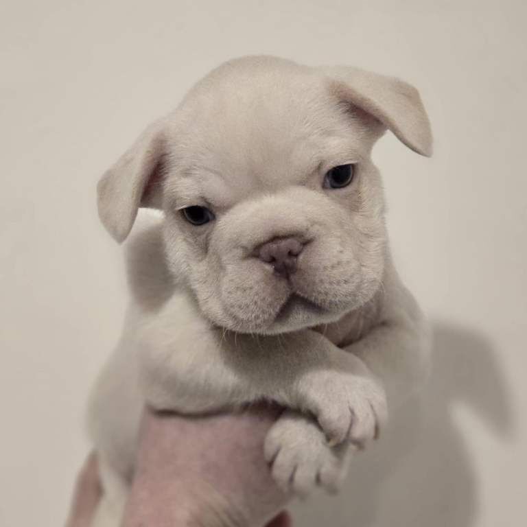 DWKC Registered French Bulldog Puppies - Image 2 of 3