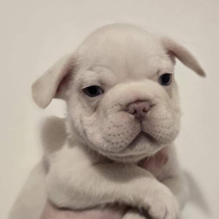 DWKC Registered French Bulldog Puppies - Image 3 of 3