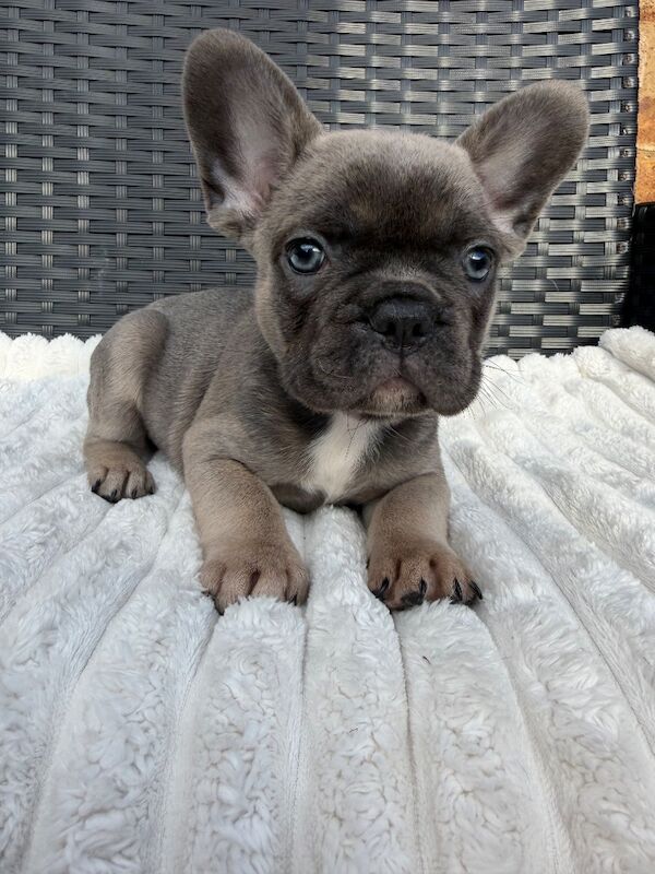READY TO LEAVE - French Bulldog Puppies