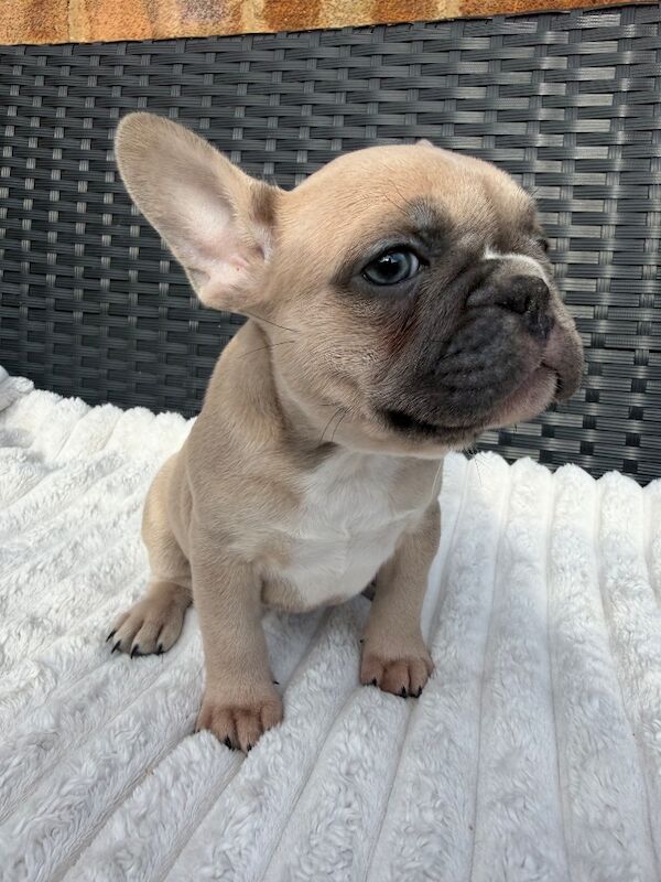 REDUCED & READY TO LEAVE - French Bulldog Puppies