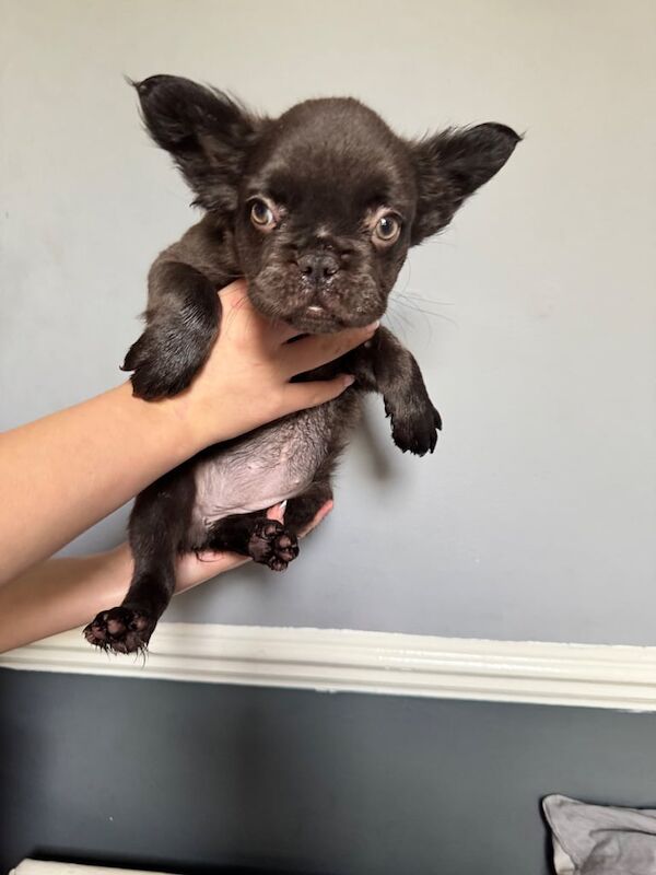 Ready to meet your new best friend - Image 2 of 4