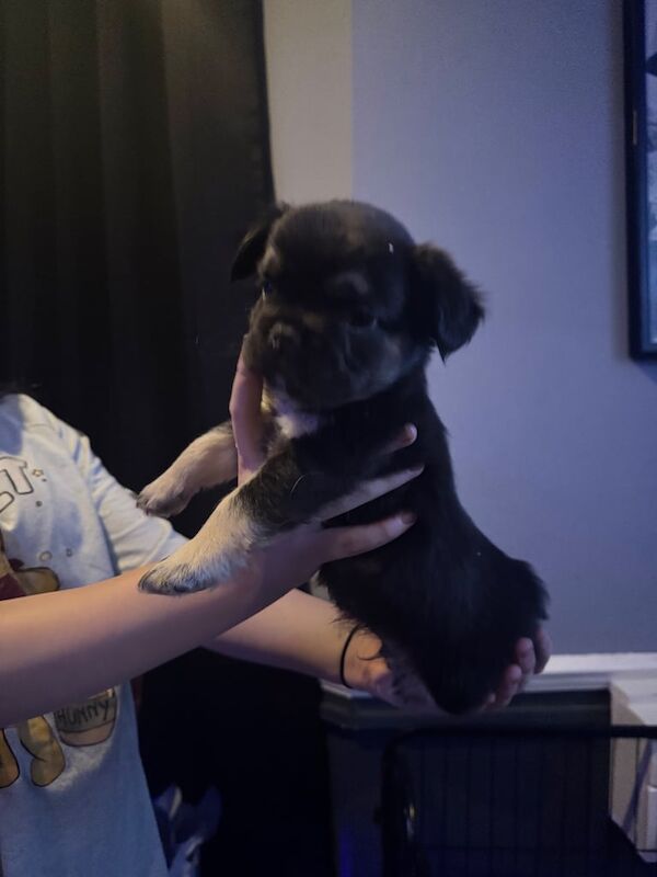 Ready to meet your new best friend - Image 3 of 4