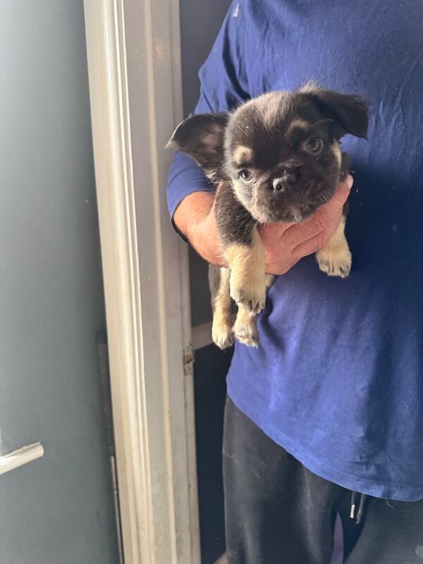 Ready to meet your new best friend - Image 4 of 4