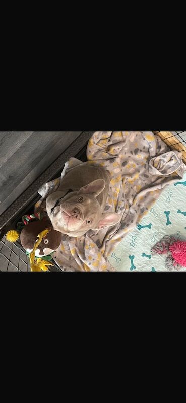 Reduced 1 left Isabella and tan French bulldog for sale in Carlton, Nottinghamshire