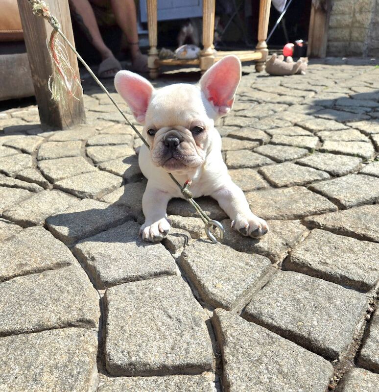French Bulldog puppies for sale in London, Greater London – 4 months old - Image 4 of 5