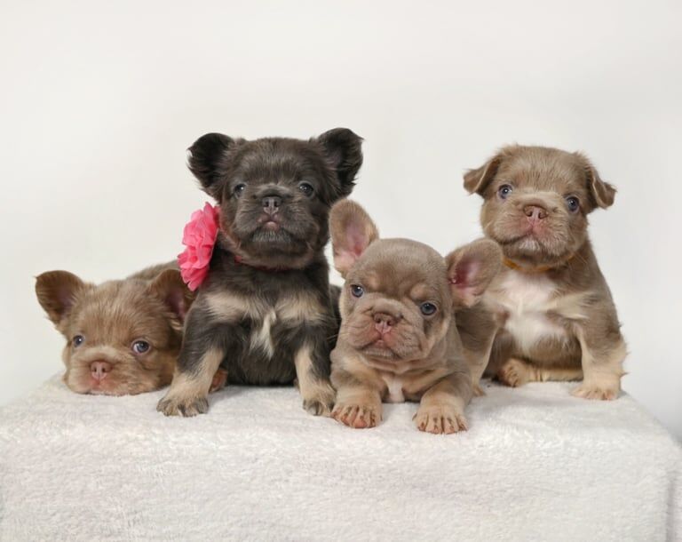 Reduced fluffy frenchies for sale in Chapelhall, Lanarkshire