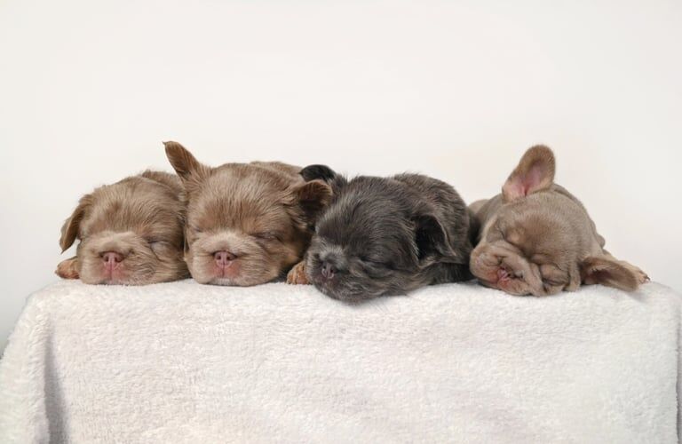 Reduced fluffy frenchies for sale in Chapelhall, Lanarkshire | Image 3