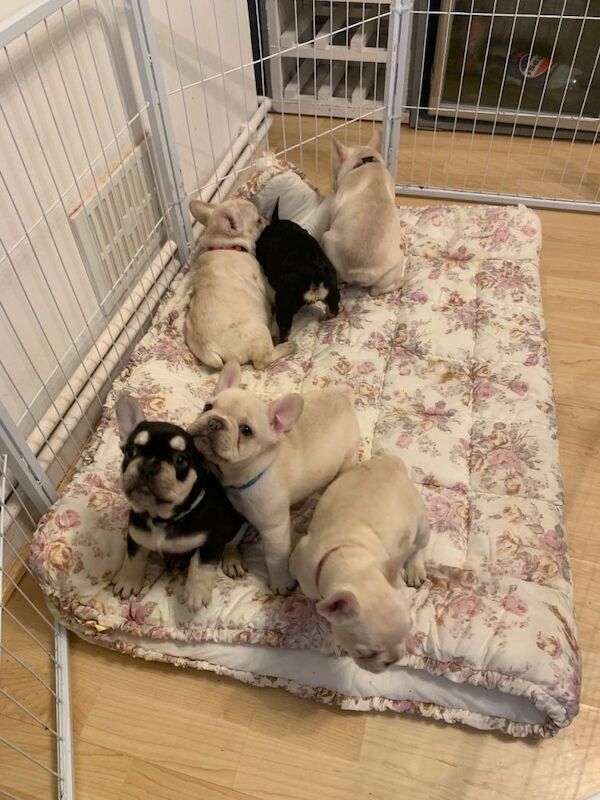**** REDUCED **** French bulldog puppies - Image 2 of 3