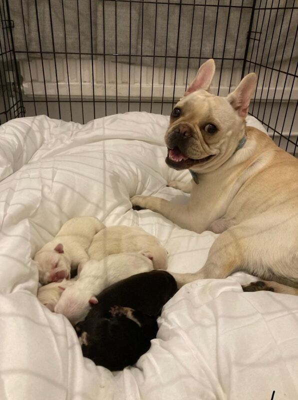 **** REDUCED **** French bulldog puppies - Image 3 of 3