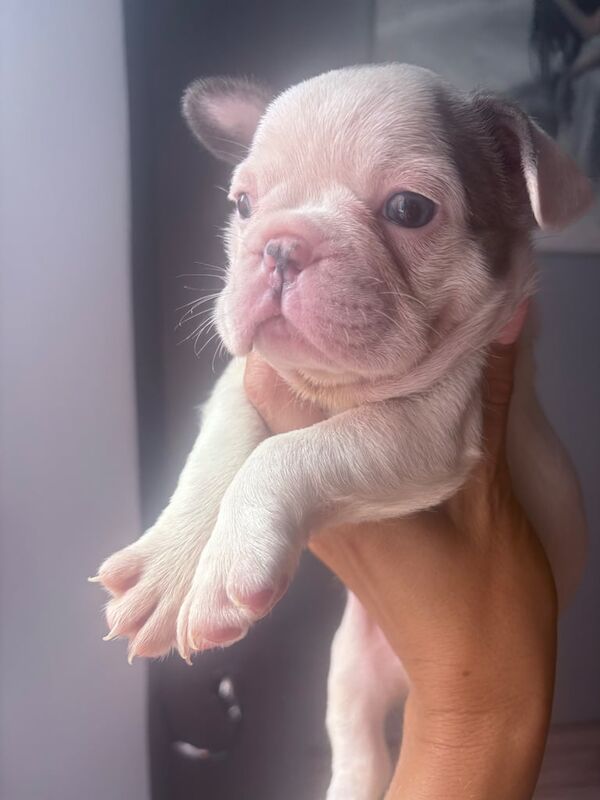 French Bulldog puppies for sale in Basildon, Essex – 7 weeks old