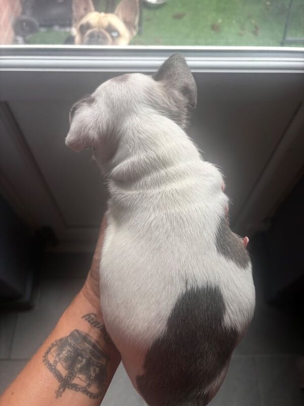 French Bulldog puppies for sale in Basildon, Essex – 7 weeks old - Image 2 of 3