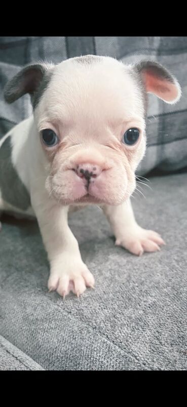French Bulldog puppies for sale in Basildon, Essex – 7 weeks old - Image 3 of 3
