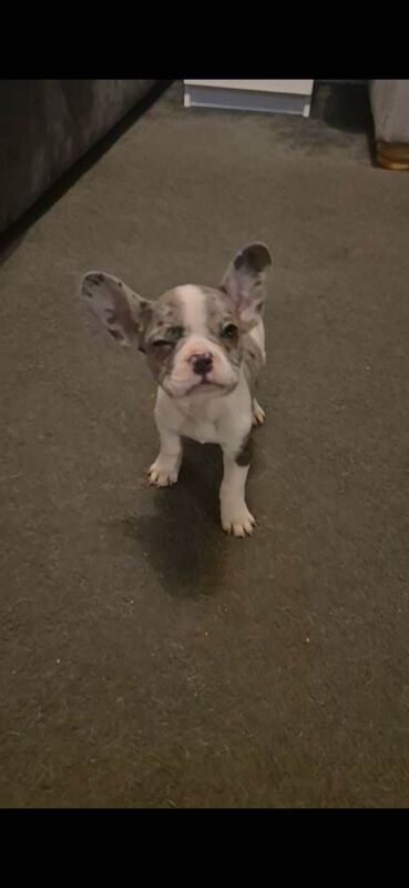 French Bulldog puppies for sale in North Motherwell, Lanarkshire – KC registered, 3 months old