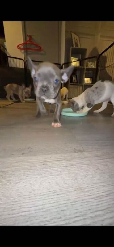 French Bulldog puppies for sale in North Motherwell, Lanarkshire – KC registered, 11 weeks old - Image 2 of 5