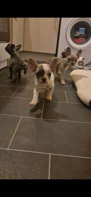 French Bulldog puppies for sale in North Motherwell, Lanarkshire – KC registered, 11 weeks old - Image 3 of 5