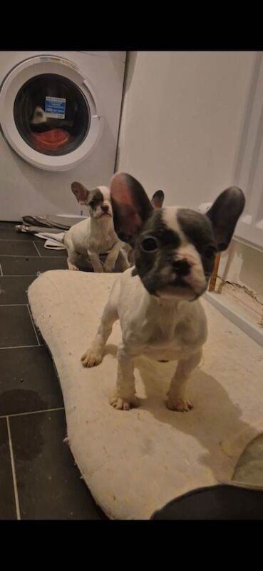 French Bulldog puppies for sale in North Motherwell, Lanarkshire – KC registered, 11 weeks old - Image 4 of 5