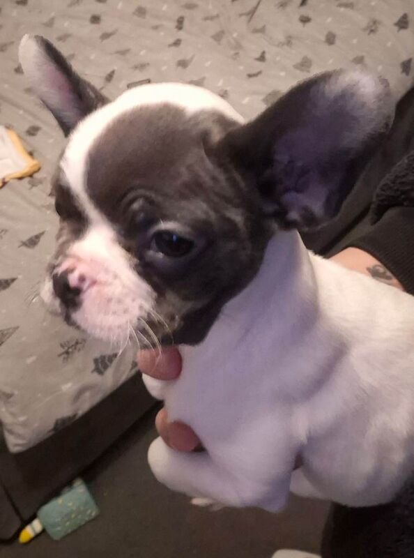 French Bulldog puppies for sale in North Motherwell, Lanarkshire – KC registered, 11 weeks old - Image 5 of 5