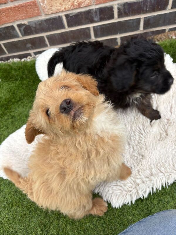 Frenchie Puppies For Sale