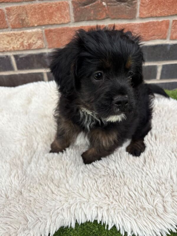 REDUCED Last 2 male fluffy frenchie cross - Image 2 of 3