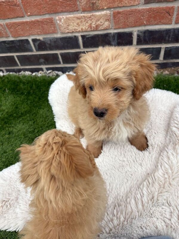 REDUCED Last 2 male fluffy frenchie cross - Image 3 of 3