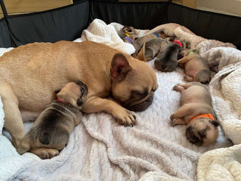 Purebred beautiful litter of french bulldog puppies for sale in Birmingham, West Midlands | Image 2