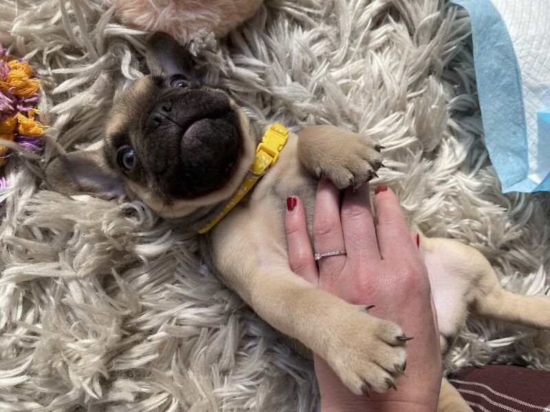 Purebred beautiful litter of french bulldog puppies for sale in Birmingham, West Midlands | Image 3