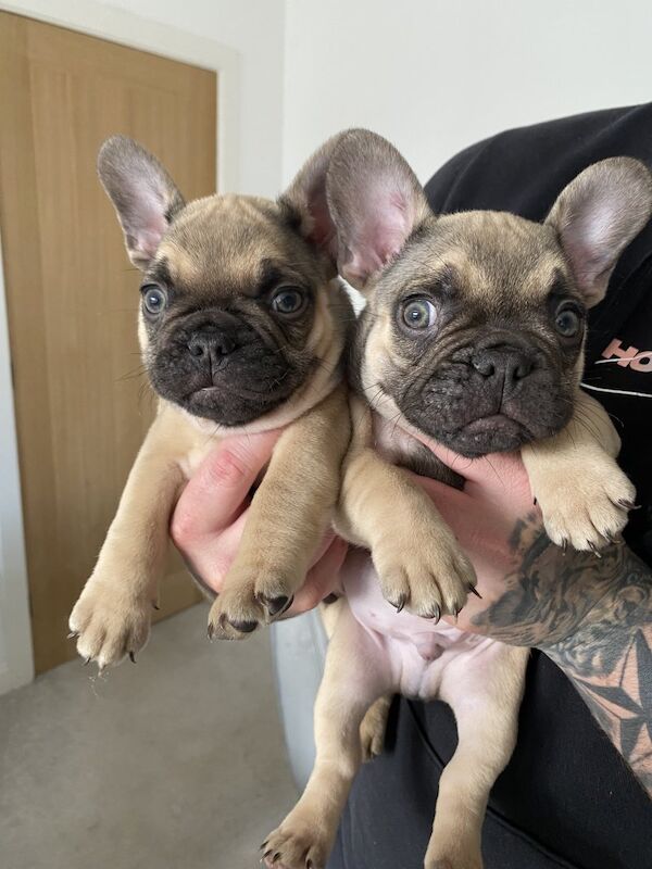 Purebred beautiful litter of french bulldog puppies for sale in Birmingham, West Midlands | Image 4