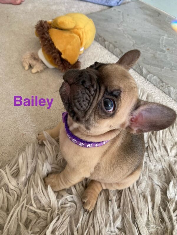 French Bulldog puppies for sale in Birmingham, West Midlands – 1 year old - Image 5 of 10