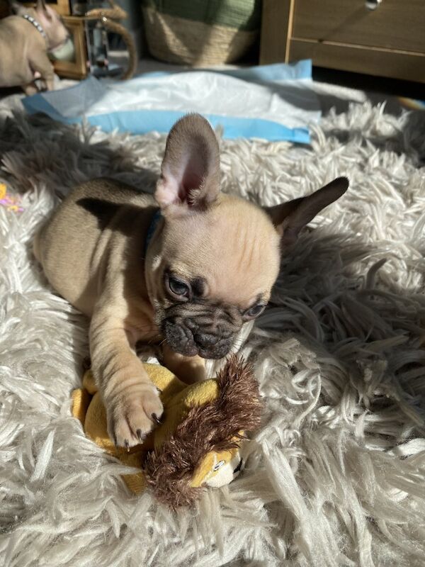 French Bulldog puppies for sale in Birmingham, West Midlands – 1 year old - Image 6 of 10