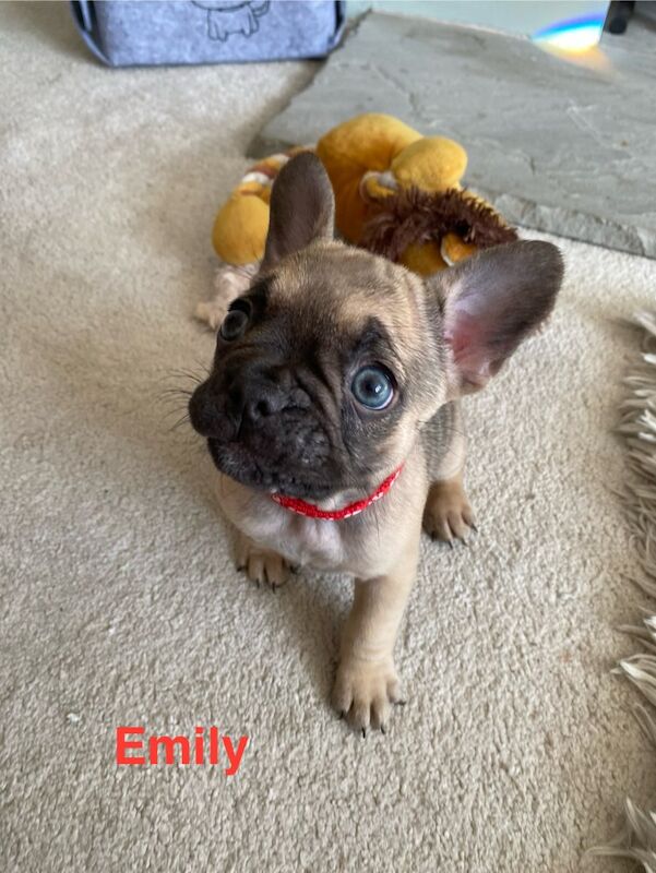 French Bulldog puppies for sale in Birmingham, West Midlands – 1 year old - Image 7 of 10