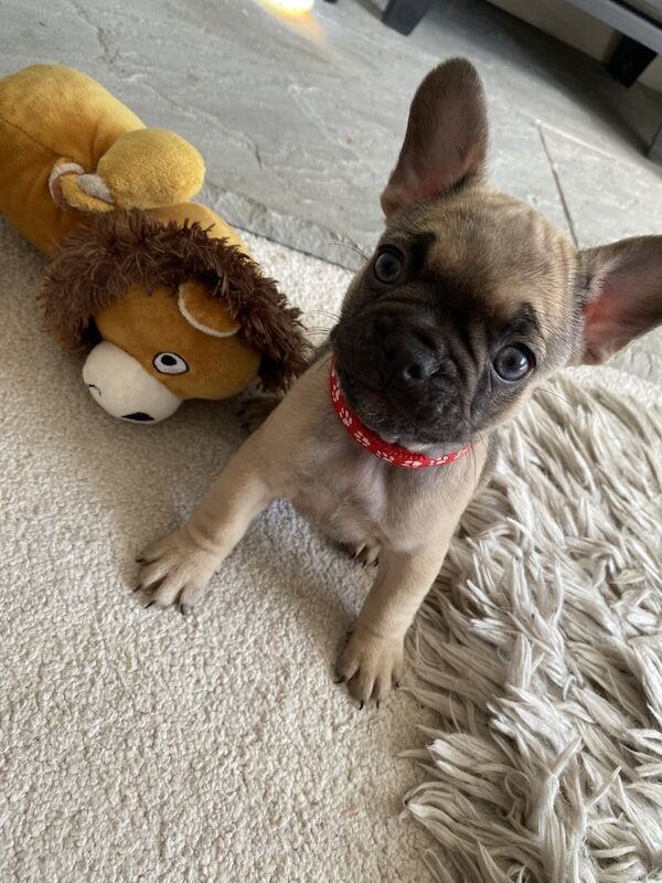 French Bulldog puppies for sale in Birmingham, West Midlands – 1 year old - Image 8 of 10